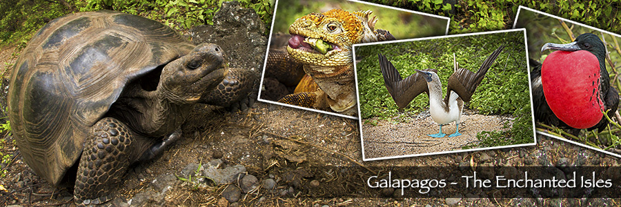 Galapagos: The Enchanted Isles